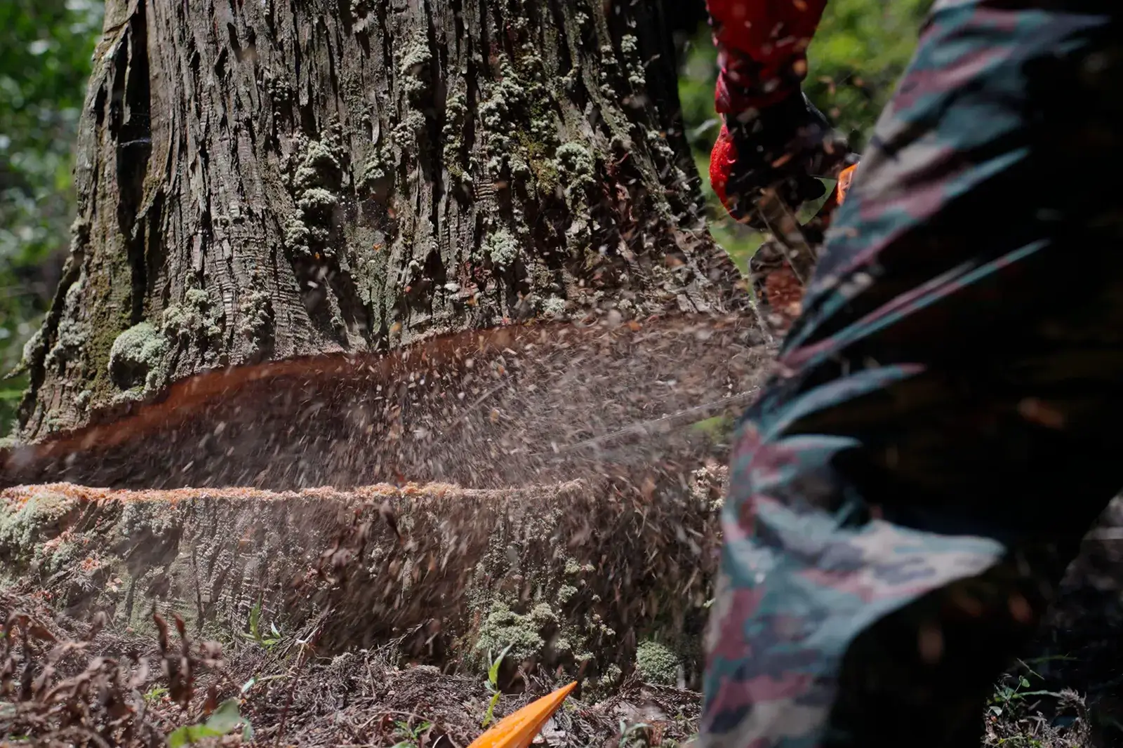 佐伯広域森林組合・玉井木材センター