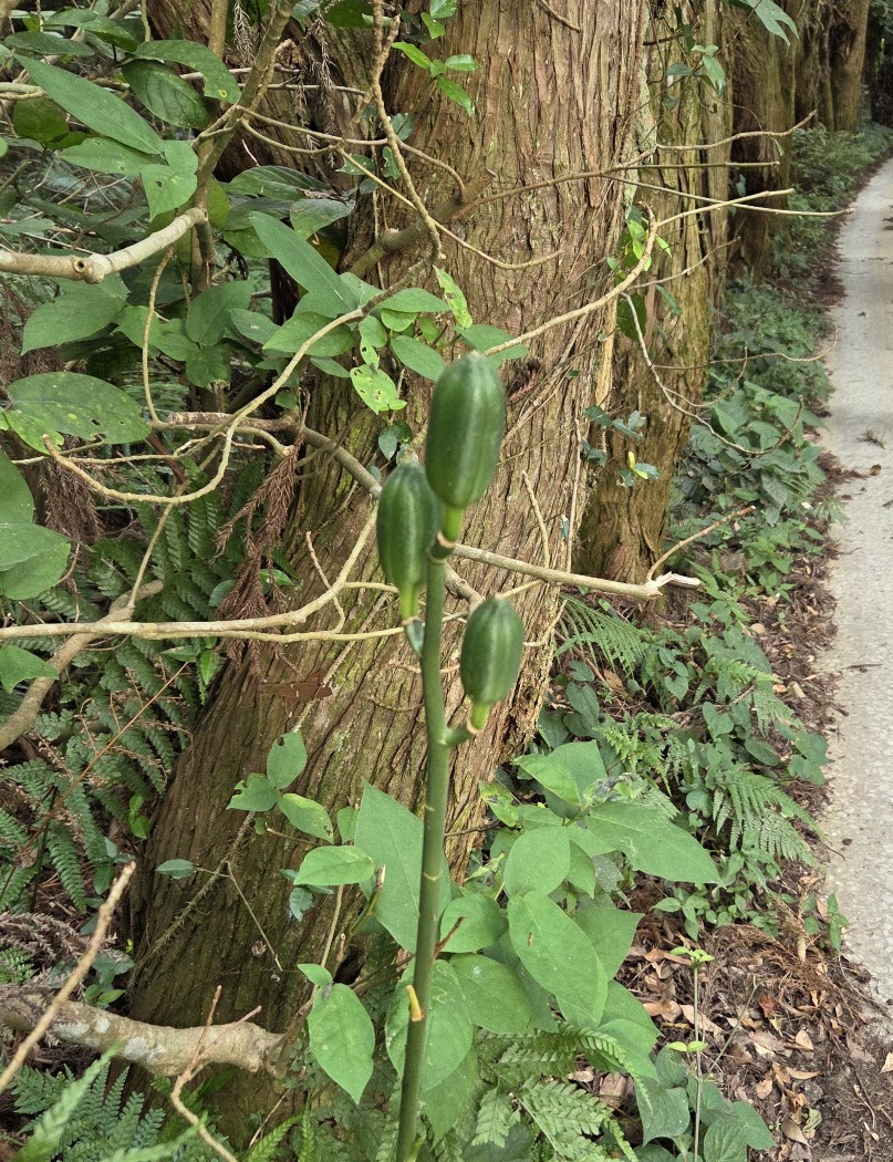 大分散策　林道で見つけた山野草